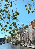 Amsterdam durch Ulmen.jpg