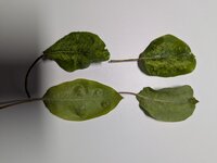 PXL_20250422_115058254.jpg