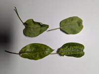PXL_20250422_115202025.jpg