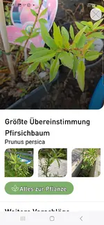 Screenshot_20250422_144445_Plantura.webp