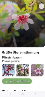 Screenshot_20250422_144407_Plantura.webp