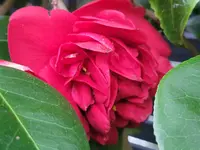 20250421_183158.webp