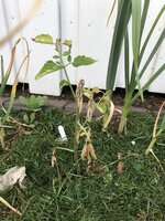 IMG_0357.jpeg