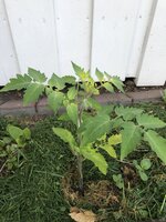 IMG_0358.jpeg