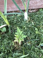 IMG_0361.jpeg