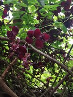IMG_20250421_142713.jpg