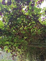 IMG_20250421_142754.jpg