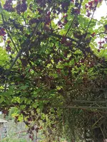 IMG_20250421_142754.jpg