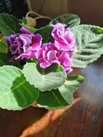 IMG_20250422_163850.jpg
