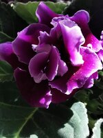 IMG_20250422_163927.jpg