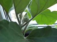 Aubergine 23.04 (1).webp