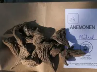 2025AnemoKnoll.webp 2025AnemoKnoll.webp