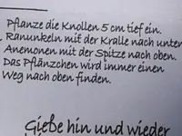 2025AnemoKnollAnl.webp 2025AnemoKnollAnl.webp