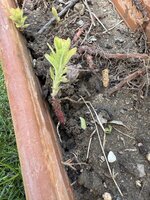 IMG_8251.jpeg