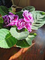 IMG_20250422_163850.jpg