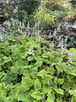IMG_8426.jpeg