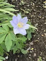 IMG_8427.jpeg
