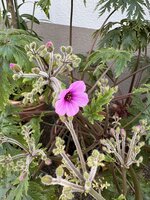 IMG_8425.jpeg