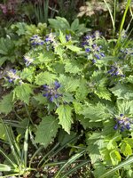 IMG_8435.jpeg