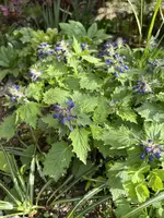 IMG_8435.jpeg