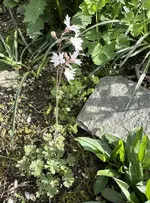 IMG_8437.jpeg