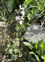 IMG_8437.jpeg