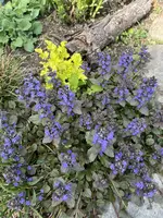 IMG_8432.jpeg