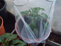 Paprika verhütet 23.04 (1).JPG