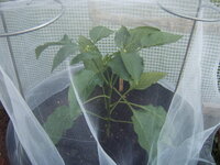 Paprika verhütet 23.04 (2).JPG