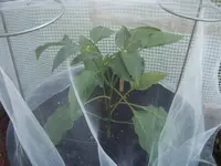 Paprika verhütet 23.04 (2).webp