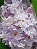 IMG_20250424_123623_1.webp