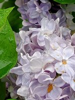 IMG_20250424_123613_1~2.jpg