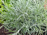 IMG_20250424_123411~2.webp