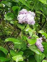 IMG_20250424_123605_1~2.webp