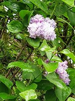 IMG_20250424_123605_1~2.jpg
