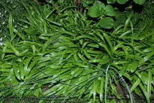Beet uWN Scilla Spring Beauty 20250419.jpg