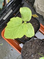 IMG_6586.jpeg
