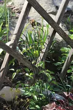 IMG_5088.JPG