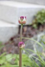 IMG_5095.JPG