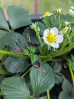 PXL_20250425_123215301.MP.webp PXL_20250425_123215301.MP.webp