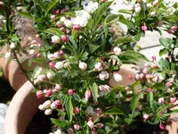 P1010620.webp