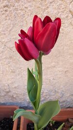 PXL_20250426_075750166.jpg