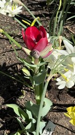 IMG_4093.jpeg
