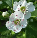 21.webp