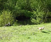 40.webp