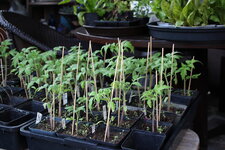 Tomaten    0425.JPG
