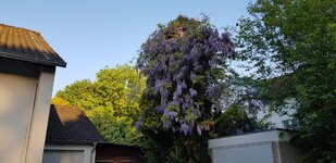 Wisteria sinensis.jpg