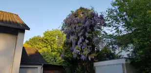 Wisteria sinensis.webp Wisteria sinensis.webp