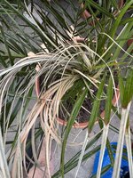 IMG_0529.jpeg