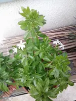 Choisya ternata.webp